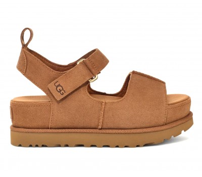 Goldenstar Hi - Chestnut