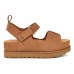 Goldenstar Hi - Chestnut
