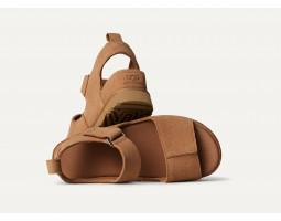 Goldenstar Hi - Chestnut