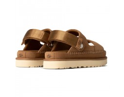 Goldenstar Glide - Chestnut