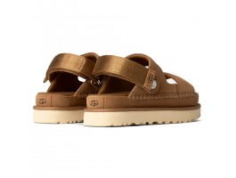 Goldenstar Glide - Chestnut