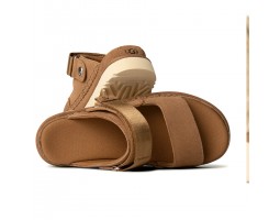 Goldenstar Glide - Chestnut