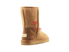 Classic Short II - Chestnut Classic Short II - Chestnut